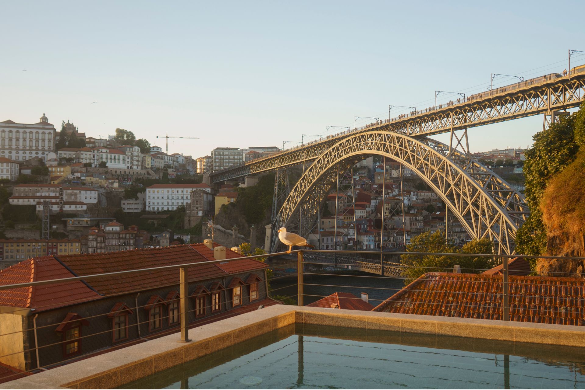 Porto River Soul Hotel Rooftop in Gaia View Douro River Seagull