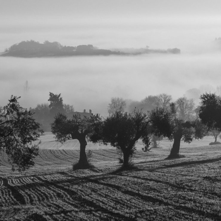 “Pátio das Oliveiras”, Olive tree patio