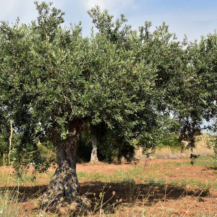 The olive tree