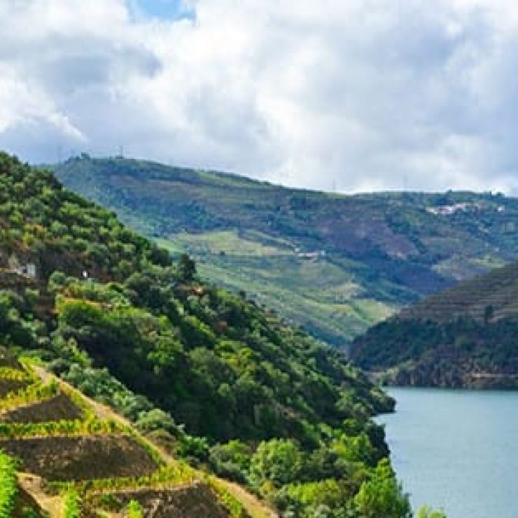 Curiosities about the Vineyard and Port and Douro Wine