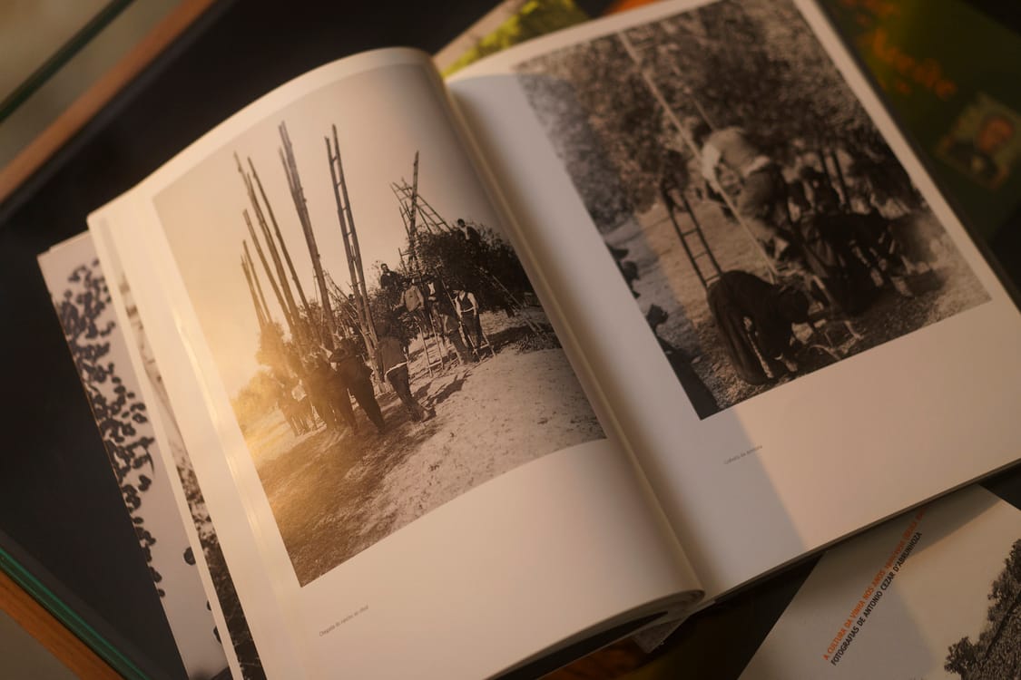 Olivais e Lagares, livro